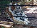 Tiger from Mérida zoo