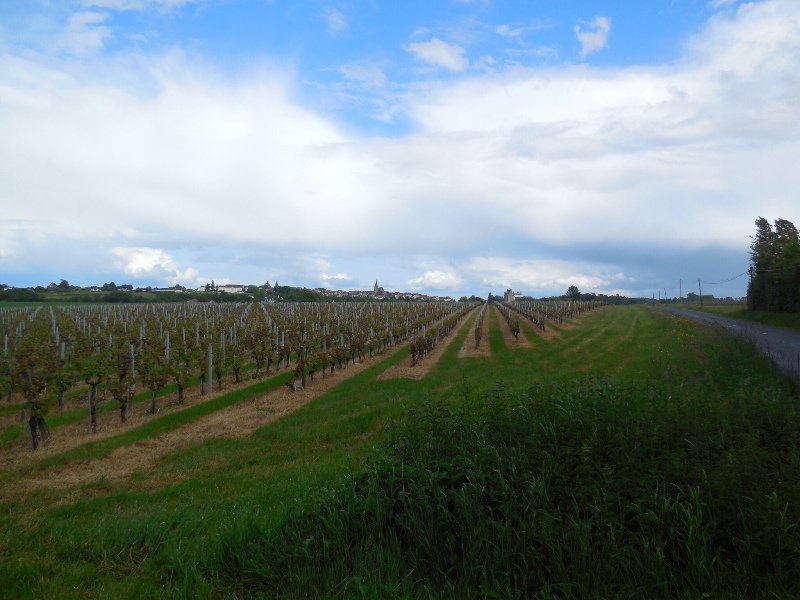 Vines with Brissac Quince and the grand chateau in the distance