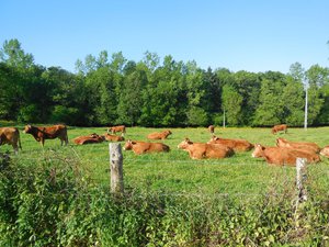 Limousin cattle,note the lush grass