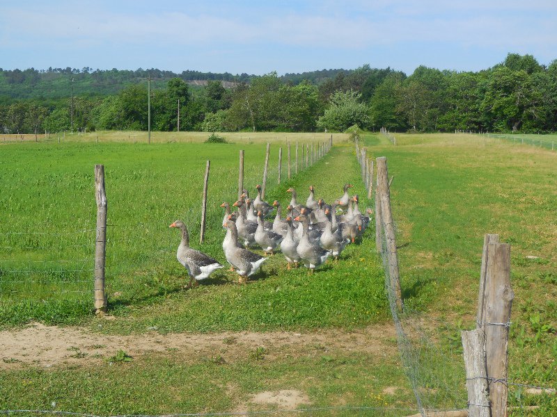 Foie gras farm