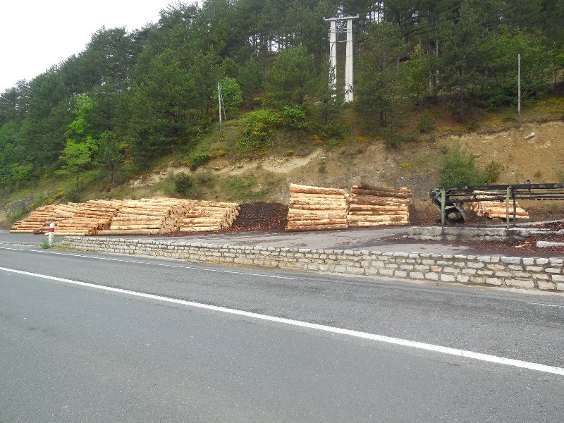 Logs awaiting planking 