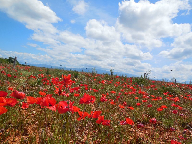 More poppies & Alps