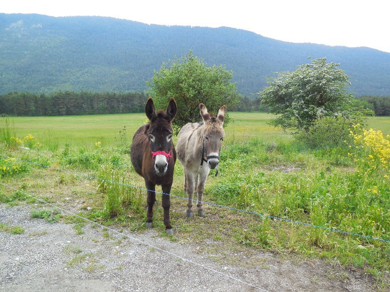 Inquisitive Donkeys
