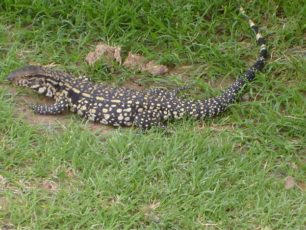 Salamander in Buenos Aires Natural Reserve