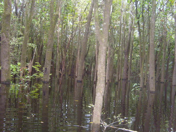 Amazonas Landscape