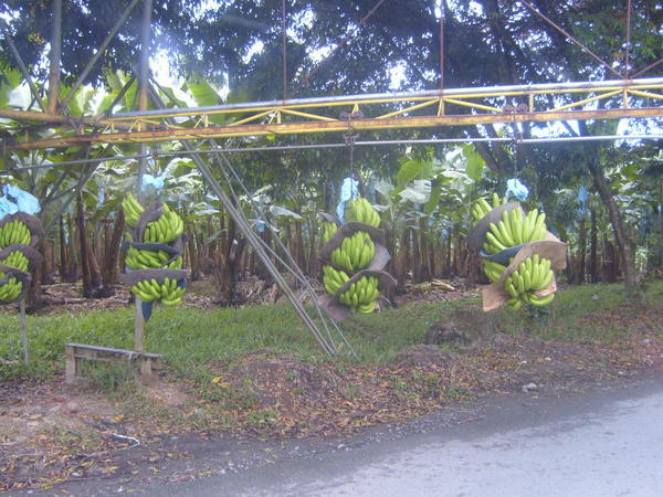 Banana Coast