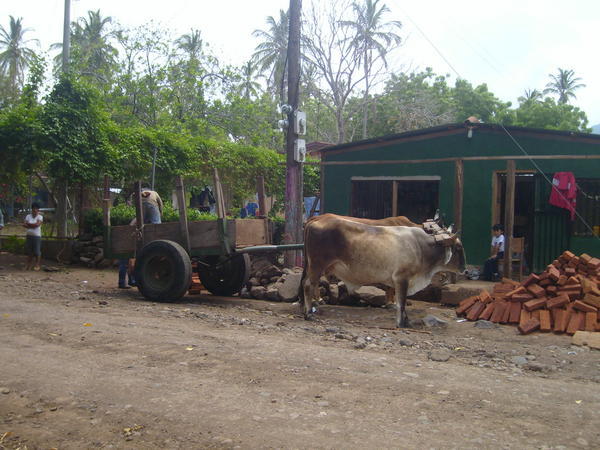 Transport on Isla Ometepe