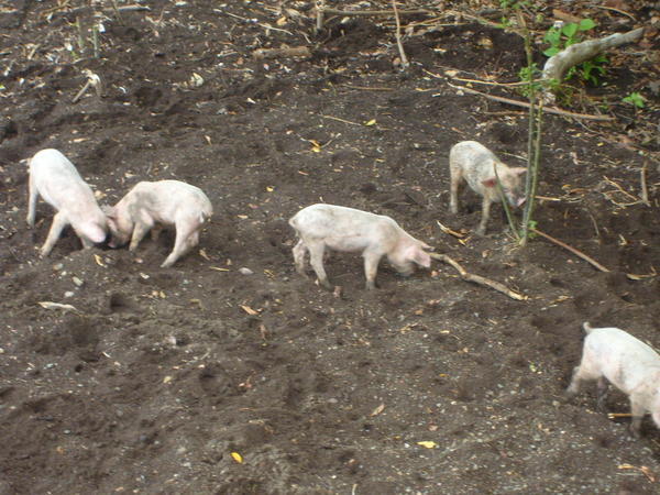 Piglets on Isla Ometepe