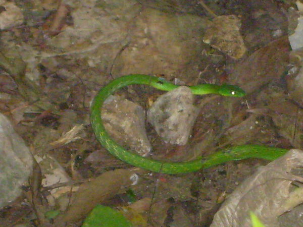 Snake in Palenque