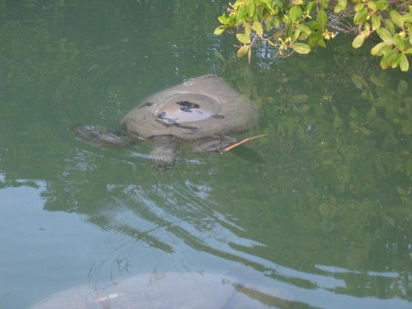 Sea Turtle in the Lagoon
