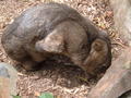 Wombat Scratching