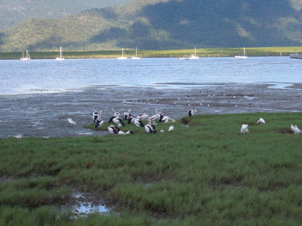 Pelicans in a muddy marsh