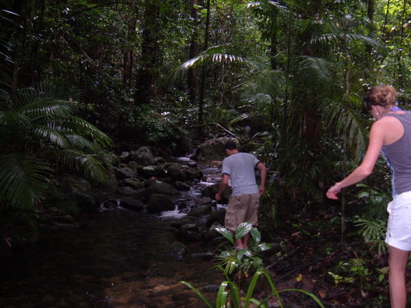 Creek Walk in the Daintree Rainforest