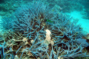More Coral