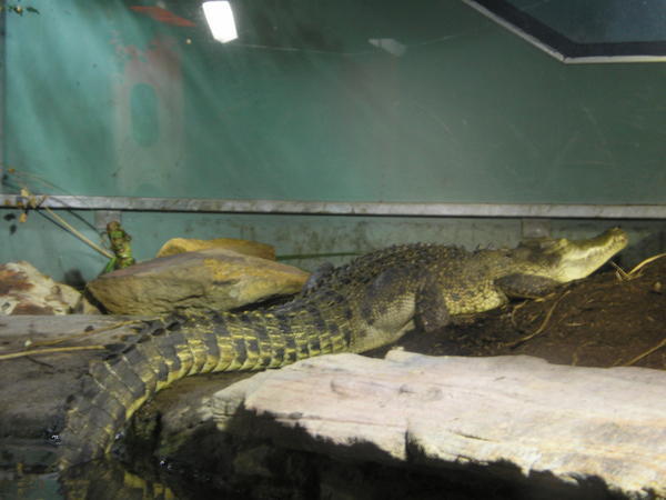 Saltwater Croc