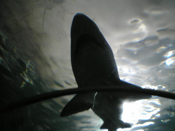 Tunnel View of Nurse Shark