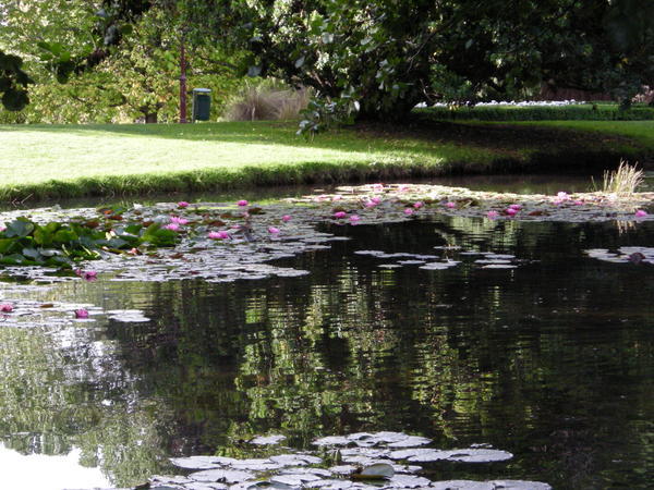 Gardens Pond with Lillypads