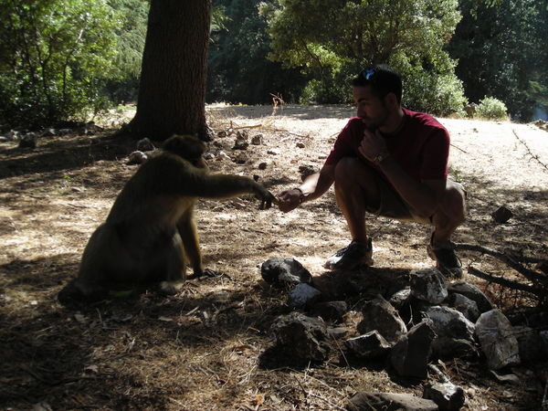 Feeding Moroccan monkeys bananas