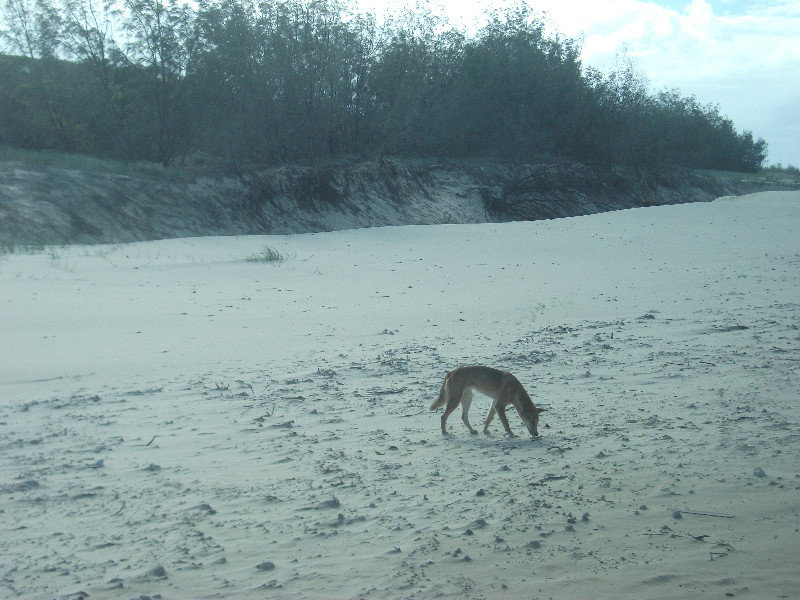 Fraser Island (20)