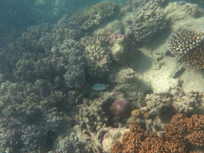 Snorkeling Cairns 28.05.14 (37)