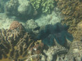 Snorkeling Cairns 28.05.14 (39)