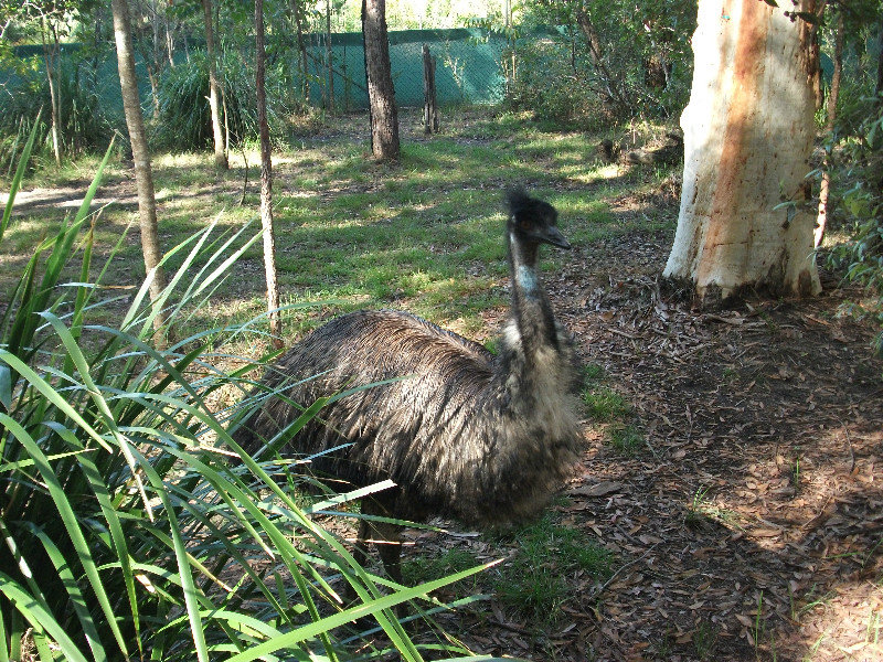 Australia Zoo, Juin  (19)