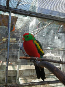 King parrots