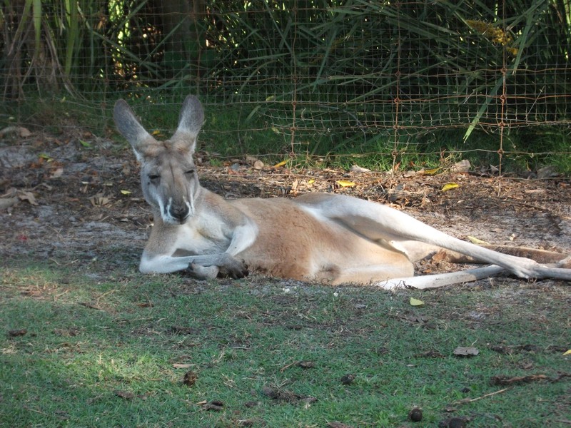 Perth. Caversham Wildlife park (66)