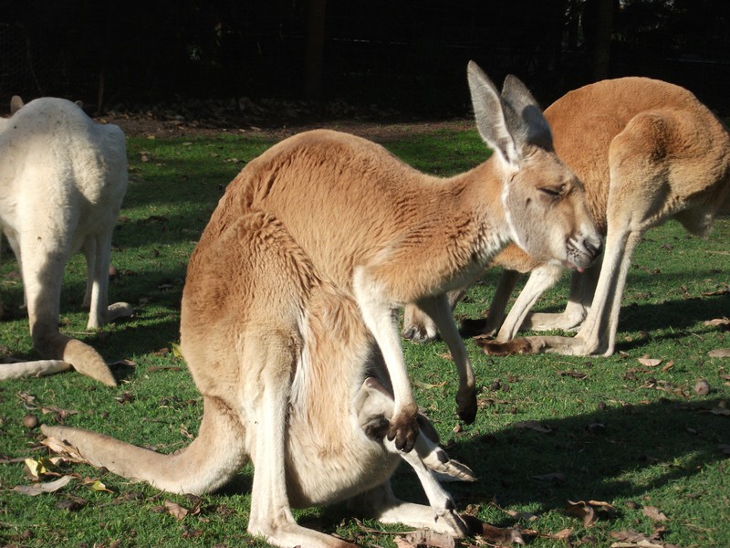 Perth. Caversham Wildlife park (94)