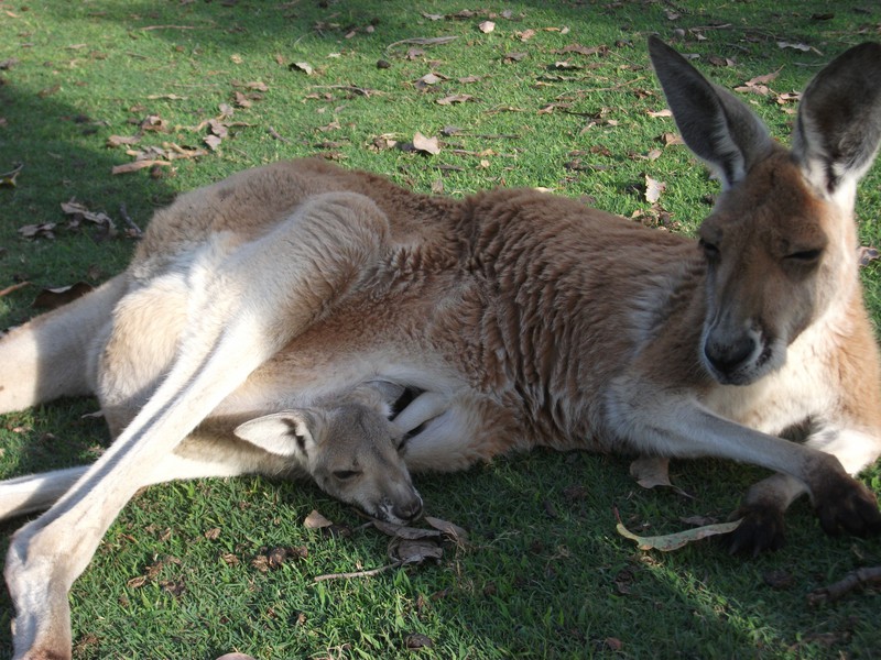 Perth. Caversham Wildlife park (103)