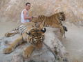 Broden with Tigers