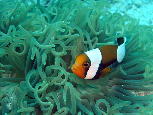 Nemo gefunden!