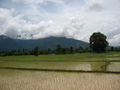 Rice fields \ Reisfelder
