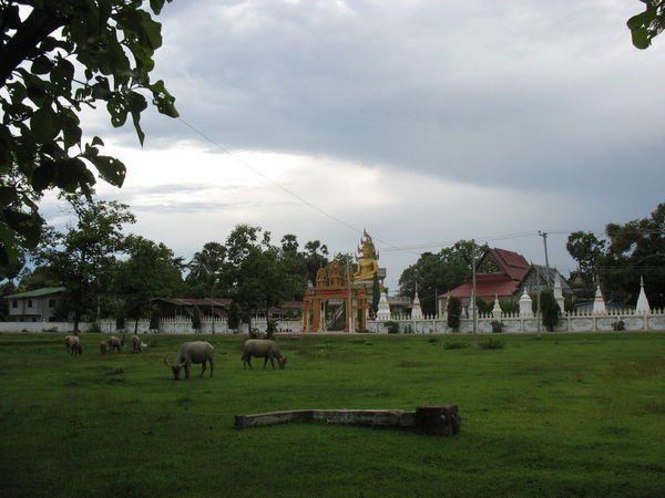 The local Wat