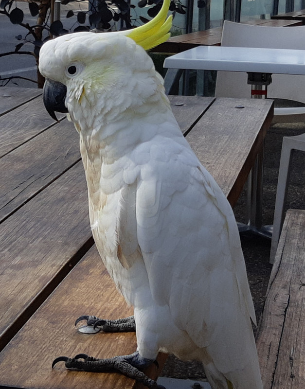 A cockatoo - my breakfast companion