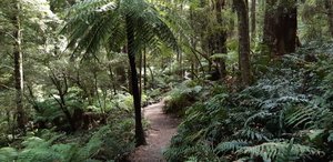 Trail to Triplet  Falls