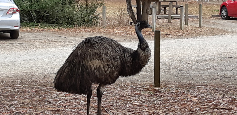 An emu walking around the parking lot
