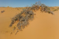 Dune Vegetation