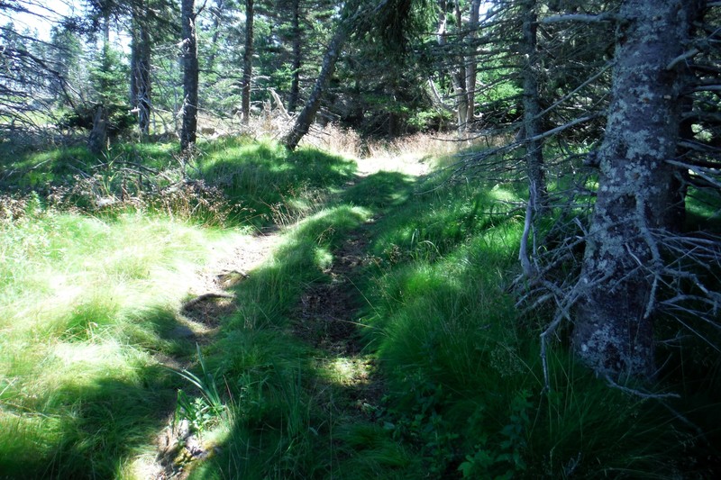 One of the trails inland at Ross island