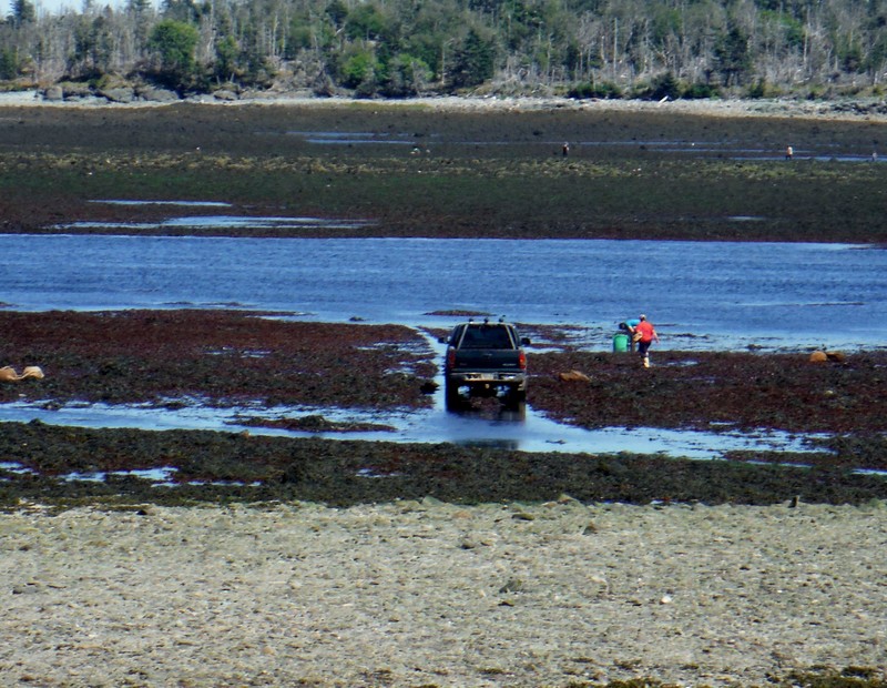 Harvesting dulse at low tide at Cheney Channel separating Ross Island (foreground) from Cheney  Island (background)