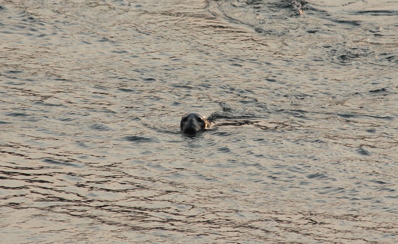 A grey seal in the waters at Mulholland Point Lighthouse