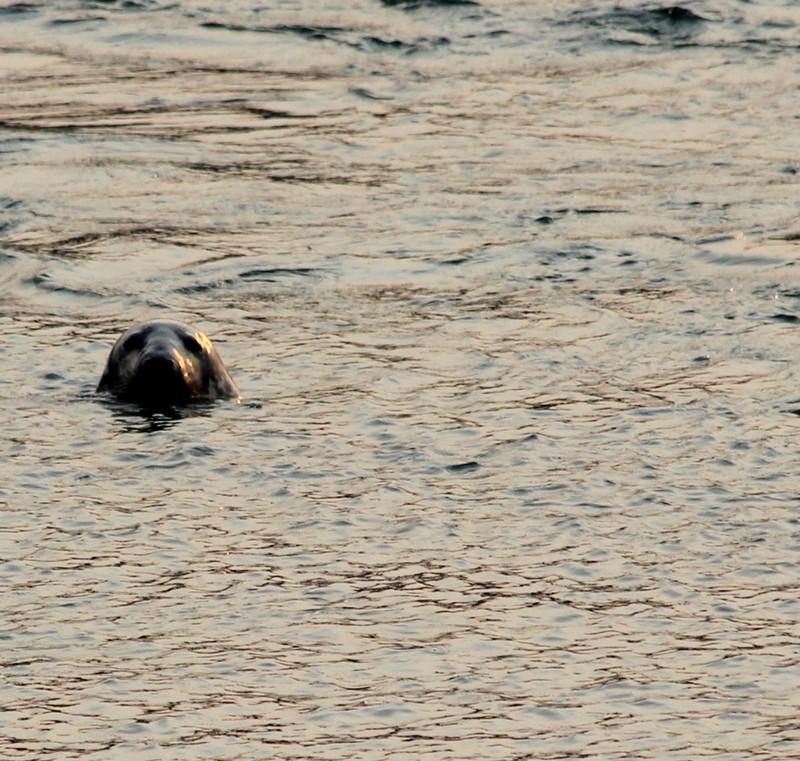 A grey seal in the waters at Mulholland Point Lighthouse