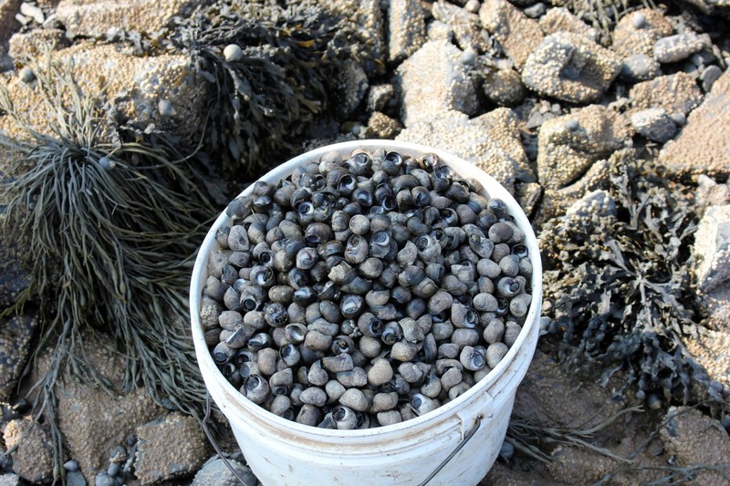 40 pounds of periwinkles, freshly gathered