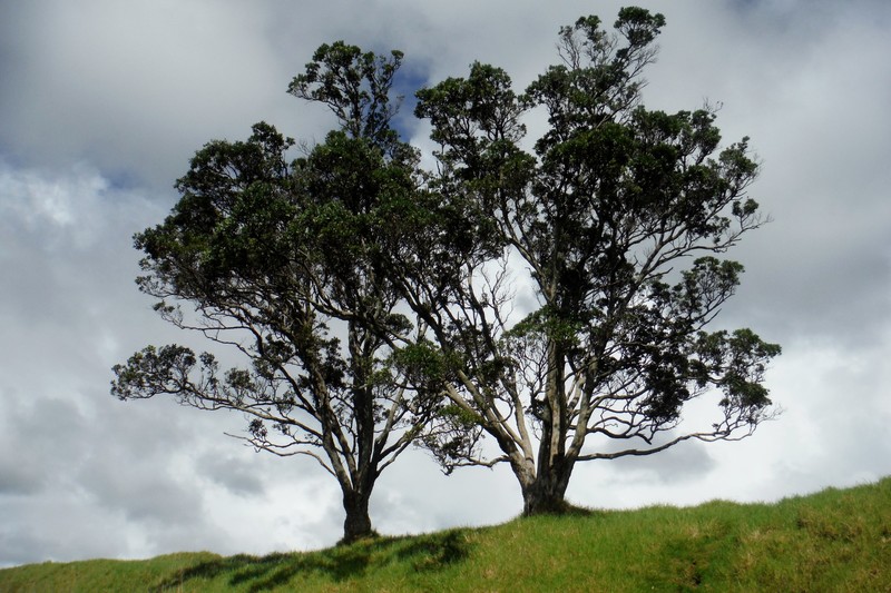 Trees at the summit