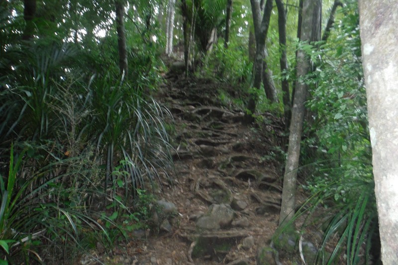 Path to Pukenui Falls