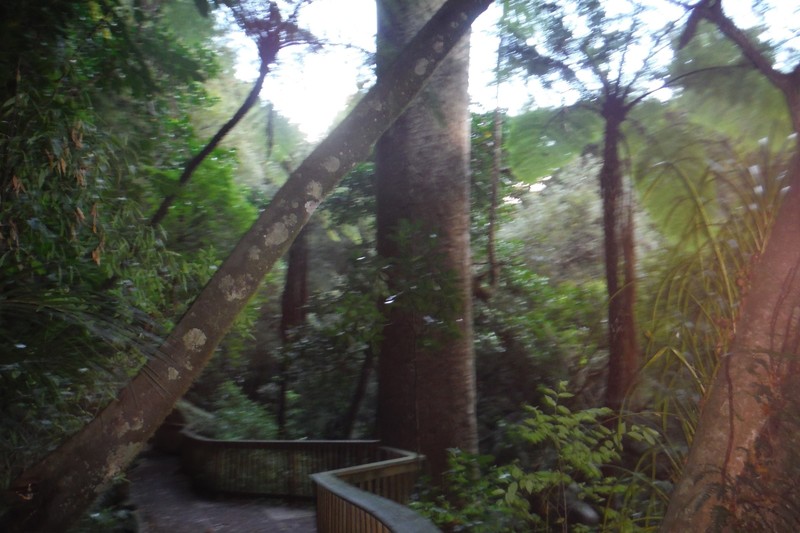 The mighty kauri tree