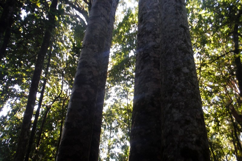 A large kauri