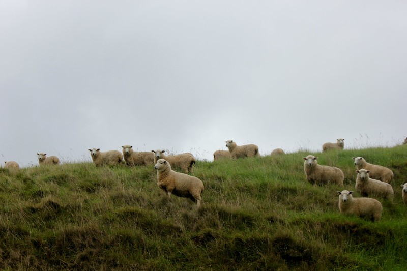 More sheep