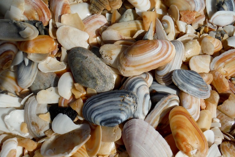 Shells galore at Buffalo Beach