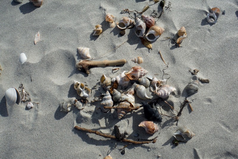 Shells of Ocean Beach
